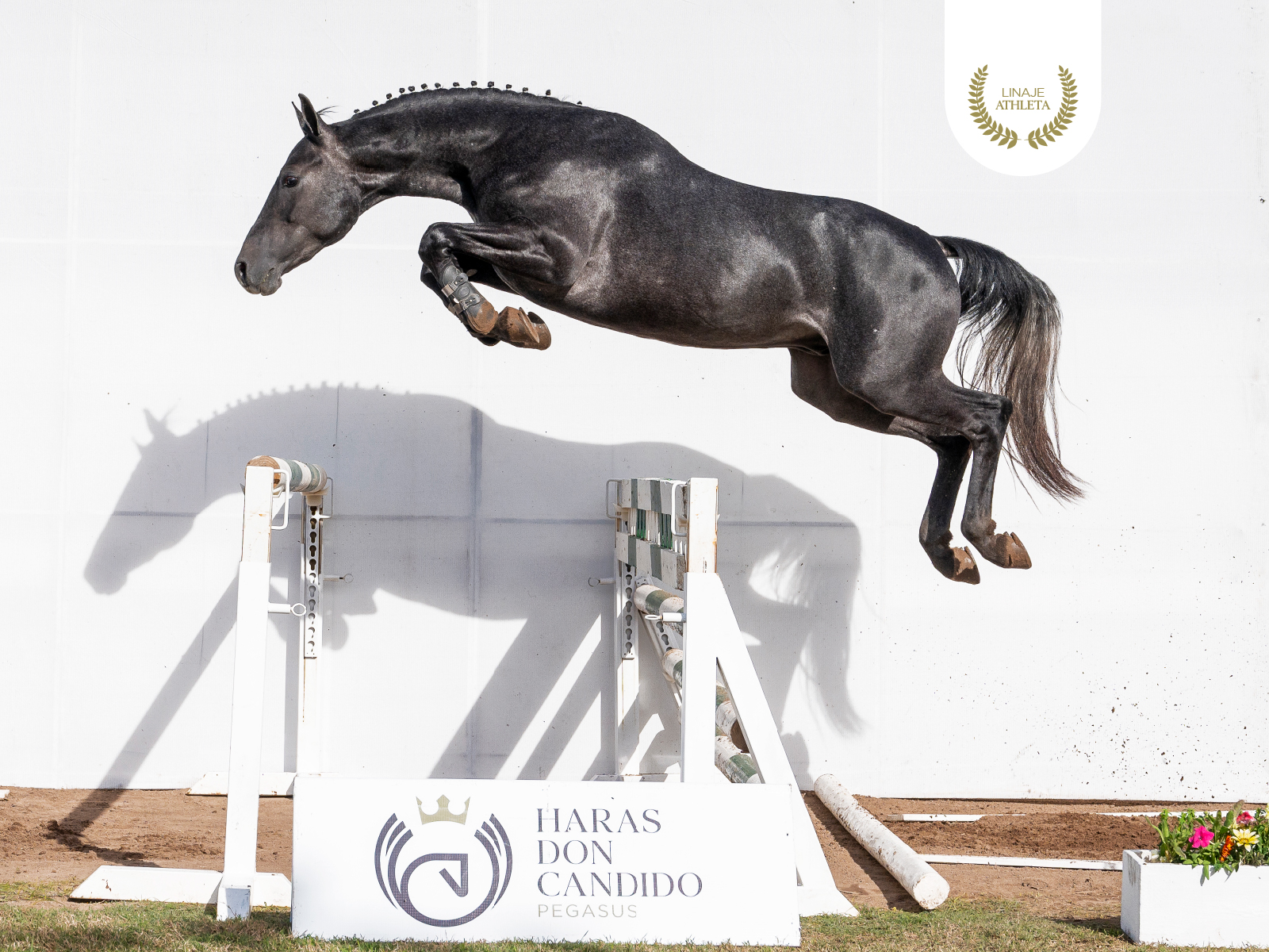 Pegasus Golden Ball